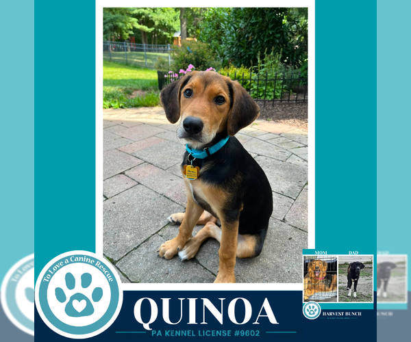 Medium Photo #1 Labrador Retriever-Unknown Mix Puppy For Sale in Kimberton, PA, USA