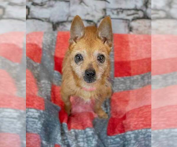 Medium Photo #2 Chihuahua Puppy For Sale in Kennesaw, GA, USA