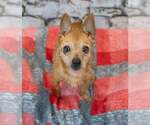Small #1 Chihuahua
