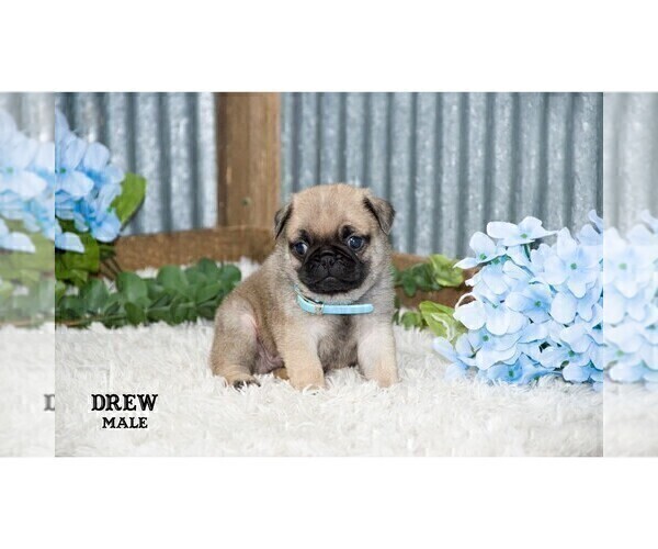 Medium Photo #23 Pug Puppy For Sale in CLARE, MI, USA
