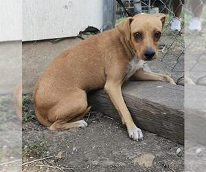 Mutt Dogs for adoption in San Antonio, TX, USA