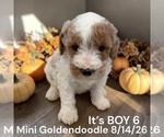 Litter of 7 - Male(s) and Female(s) Goldendoodle (Miniature)Litter of Puppies for Sale - Photo #11