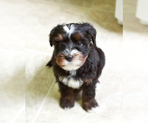 Bernedoodle Puppy for sale in MILWAUKEE, WI, USA