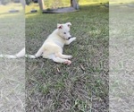 Small #19 Siberian Husky