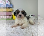 Small #3 Miniature Bernedoodle