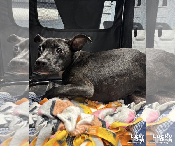 Medium Photo #4 Boston Terrier-Unknown Mix Puppy For Sale in Washington, DC, USA