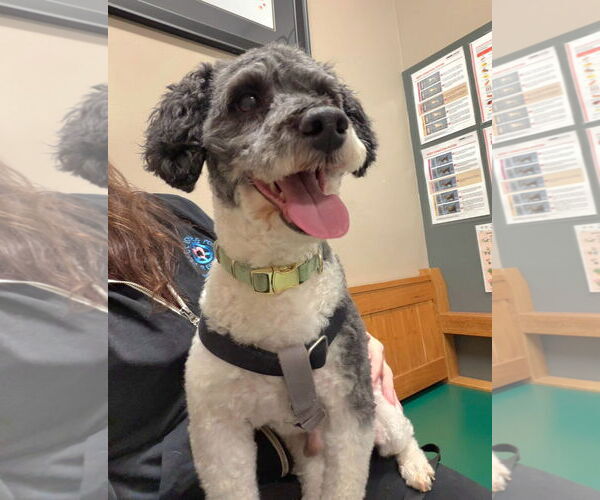 Medium Photo #2 Poodle (Miniature) Puppy For Sale in Lebanon, PA, USA