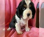 Puppy Pink Collar English Springer Spaniel