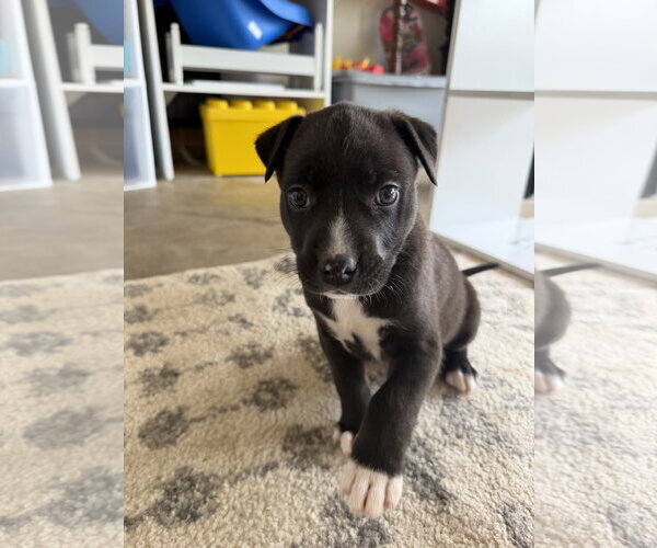 Medium Photo #14 American Staffordshire Terrier-Unknown Mix Puppy For Sale in Holly Springs, NC, USA