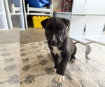Small #13 American Staffordshire Terrier Mix