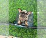 Small Photo #52 French Bulldog Puppy For Sale in DENVER, CO, USA