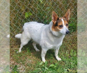 Lucy (7186) - Female Mutt Dog for Adoption - Photo #2
