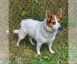Small Photo #2 Mutt Puppy For Sale in Lake City, MI, USA