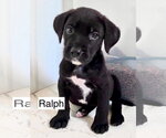 Small Labrador Retriever Mix