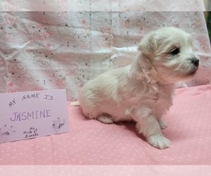 Maltese-Maltipoo Mix Puppy for sale in BROOKFIELD, MO, USA
