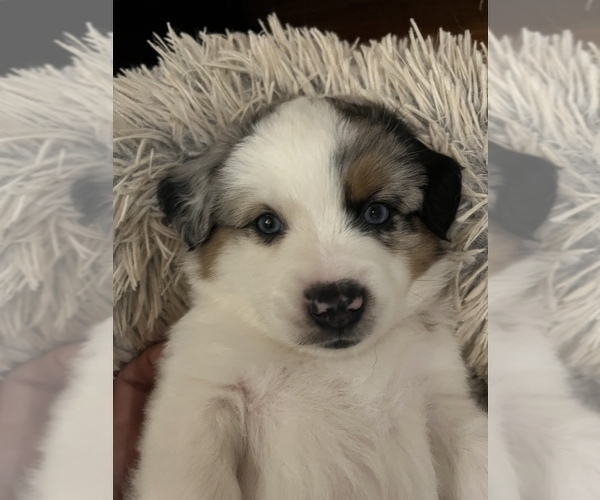 Medium Photo #1 Miniature Australian Shepherd Puppy For Sale in VALLEY CENTER, CA, USA