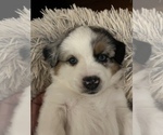 Small Photo #1 Miniature Australian Shepherd Puppy For Sale in VALLEY CENTER, CA, USA