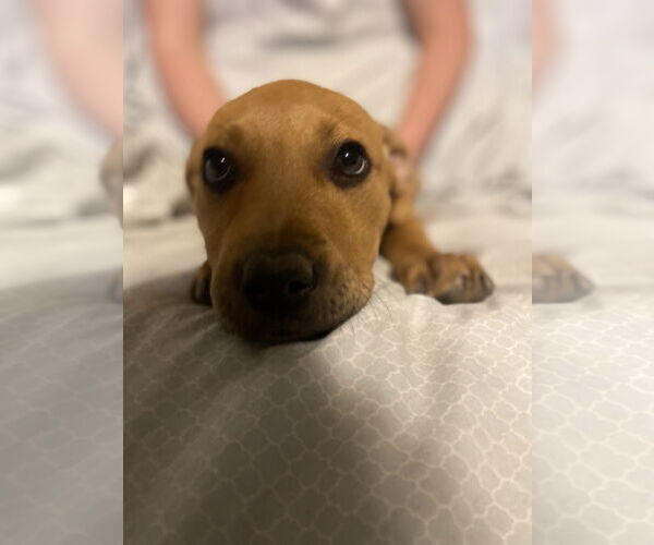 Medium Photo #11 Labrador Retriever-Unknown Mix Puppy For Sale in The Woodlands, TX, USA