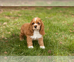 Small Photo #1 Cocker Spaniel Puppy For Sale in NAPPANEE, IN, USA