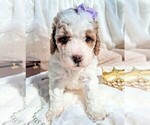 Puppy Rapunzel Goldendoodle (Miniature)