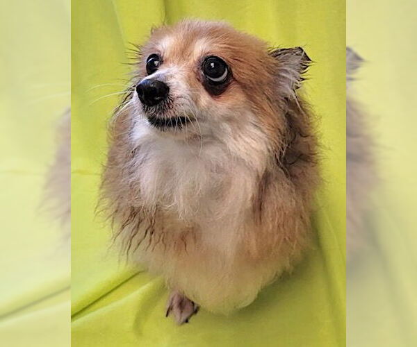 Medium Photo #1 Pomeranian Puppy For Sale in Mount Airy, NC, USA