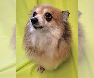 Pomeranian Dogs for adoption in Mount Airy, NC, USA