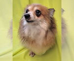 Small Pomeranian