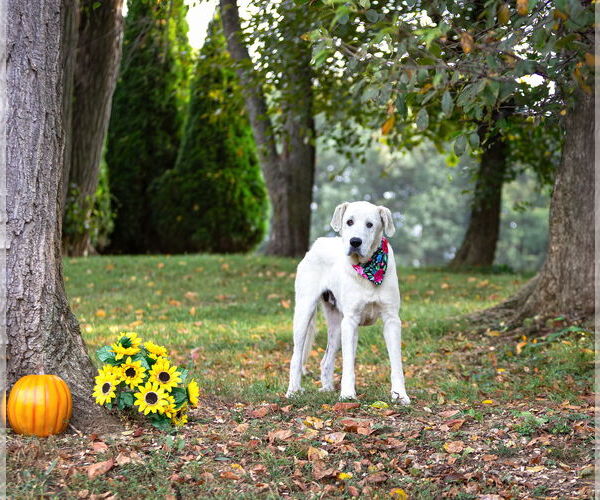 Medium Photo #2 Great Pyrenees-Unknown Mix Puppy For Sale in Unionville, PA, USA