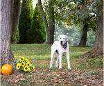 Small #1 Great Pyrenees Mix