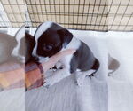 Small #11 Labrador Retriever-Red Heeler Mix