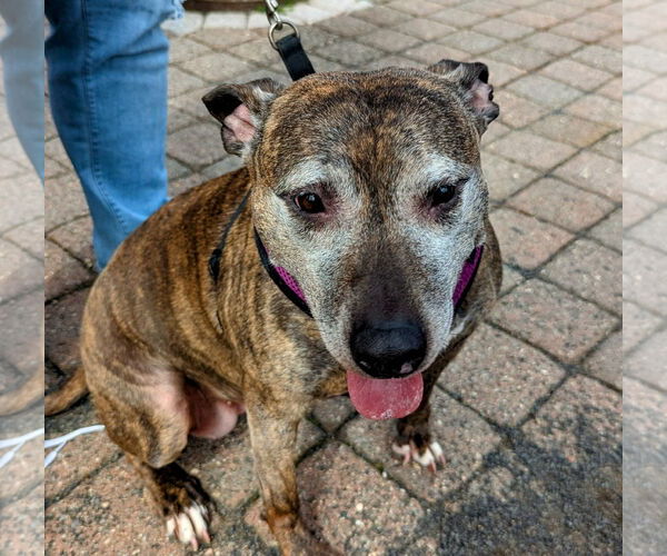 Medium Photo #6 American Pit Bull Terrier-Unknown Mix Puppy For Sale in Oakhurst, NJ, USA