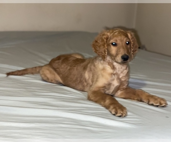 Medium Photo #23 Goldendoodle-Poodle (Standard) Mix Puppy For Sale in DETROIT, MI, USA