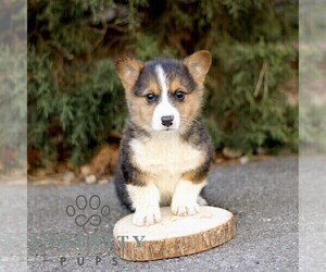 Pembroke Welsh Corgi Puppy for sale in GORDONVILLE, PA, USA
