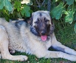 Small Photo #22 Anatolian Shepherd-Great Pyrenees Mix Puppy For Sale in AGOURA HILLS, CA, USA