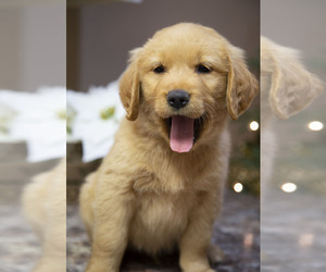 Golden Retriever Puppy for sale in FREDONIA, KY, USA