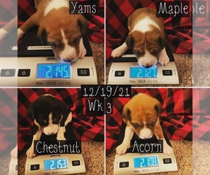Basenji Puppy for sale in GRANGER, IN, USA