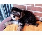 Small Photo #1 Morkie Puppy For Sale in YPSILANTI, MI, USA
