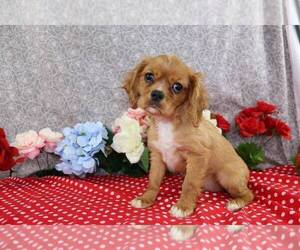 Cavalier King Charles Spaniel Puppy for sale in FREDERICKSBURG, OH, USA