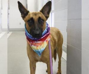 German Shepherd Dog-Unknown Mix Dogs for adoption in San Antonio, TX, USA
