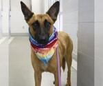 Small German Shepherd Dog Mix