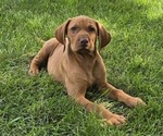 Small Vizsla