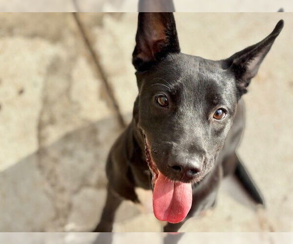 Medium Photo #1 Black Mouth Cur-Unknown Mix Puppy For Sale in Tulsa, OK, USA