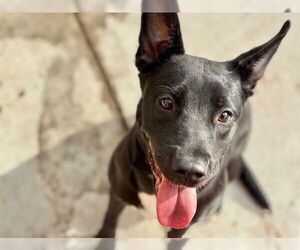 Black Mouth Cur-Unknown Mix Dogs for adoption in Tulsa, OK, USA