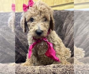 Goldendoodle Puppy for sale in DECATUR, TX, USA