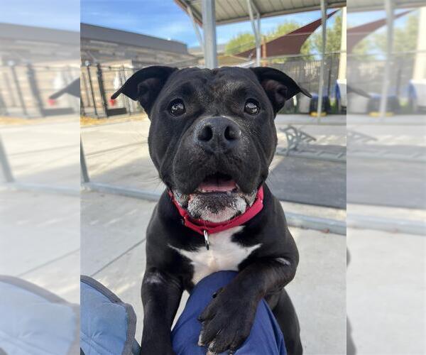 Medium Photo #2 American Bulldog-Unknown Mix Puppy For Sale in Elk Grove, CA, USA