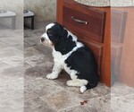 Small #3 English Springer Spaniel