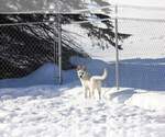 Small #8 Labrador Retriever Mix