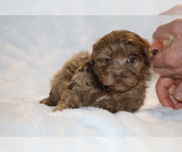 Medium Photo #16 ShihPoo Puppy For Sale in DYERSBURG, TN, USA