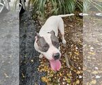 Small #19 American Pit Bull Terrier