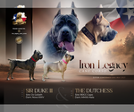 Small Photo #1 Cane Corso Puppy For Sale in ADDISON, TX, USA